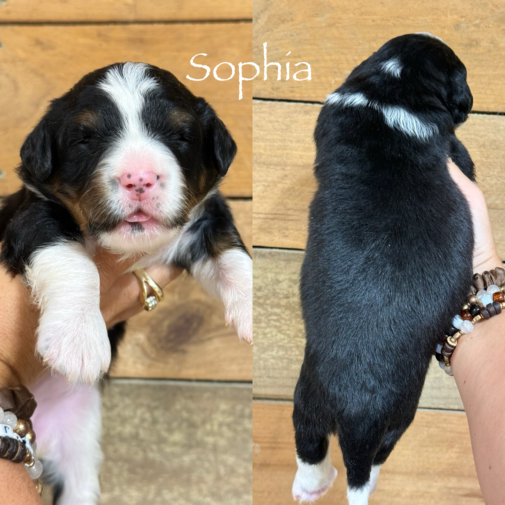 Sophia  1
